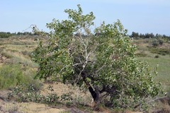 Populus laurifolia