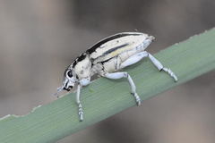 Protenomus saisanensis