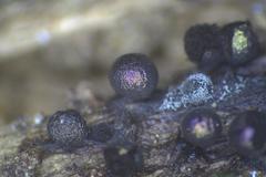 Lamproderma echinulatum