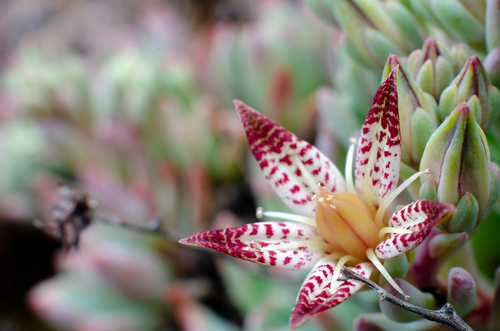 Graptopetalum saxifragoides Kimnach