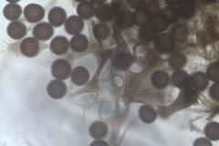 Lamproderma echinulatum