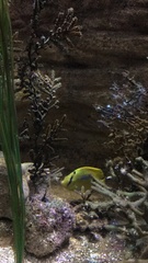 Chaetodon