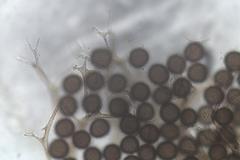 Lamproderma echinulatum