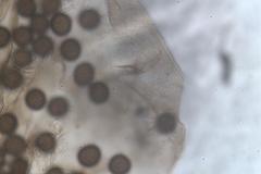 Lamproderma echinulatum