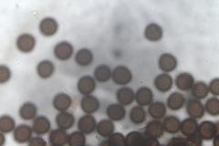 Lamproderma echinulatum