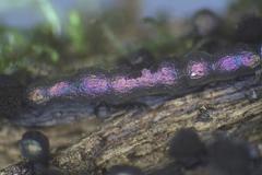 Lamproderma echinulatum