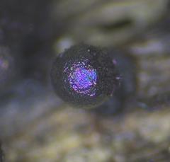 Lamproderma echinulatum