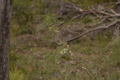 Olearia viscidula