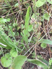 Plantago gaudichaudii