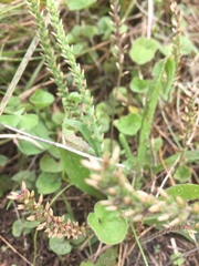 Plantago gaudichaudii