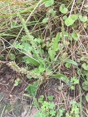 Plantago gaudichaudii