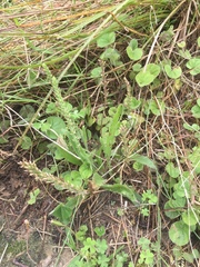 Plantago gaudichaudii