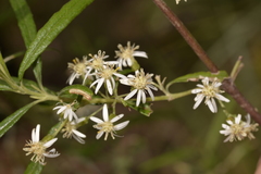 Olearia viscidula