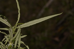 Olearia viscidula