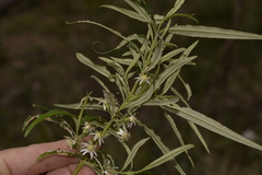 Olearia viscidula