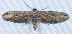 Eupithecia acutipennis