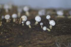 Physarum leucophaeum