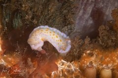 Chromodoris ambigua