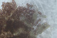 Physarum leucophaeum