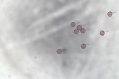 Physarum leucophaeum