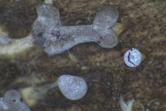 Physarum leucophaeum