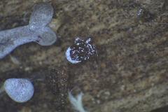 Physarum leucophaeum