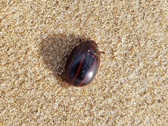 Paropsisterna semivittata