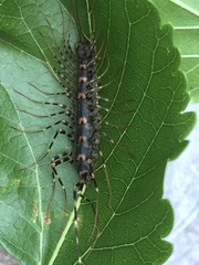 Allothereua maculata