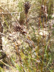 Schoenus villosus