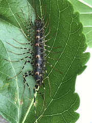 Allothereua maculata