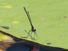 Austrocnemis maccullochi