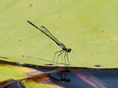 Austrocnemis maccullochi