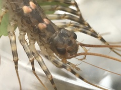 Allothereua maculata