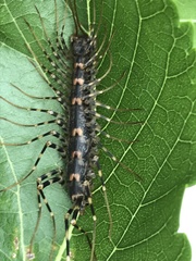 Allothereua maculata