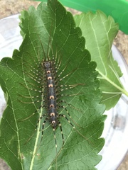 Allothereua maculata
