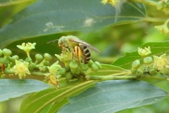 Agapostemon nasutus