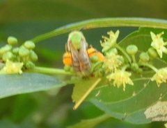 Agapostemon nasutus