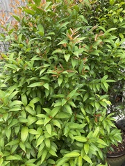 Syzygium myrtifolium