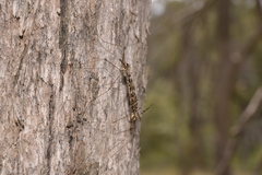 Austrolimnobia