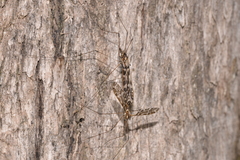 Austrolimnobia