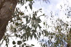 Eucalyptus retinens