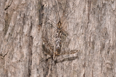 Austrolimnobia