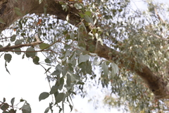 Eucalyptus retinens