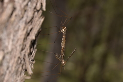 Austrolimnobia