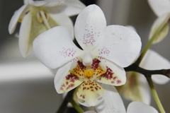 Phalaenopsis stuartiana