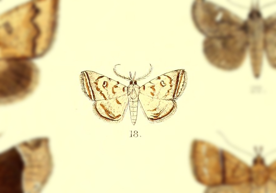 Herminia duplexa