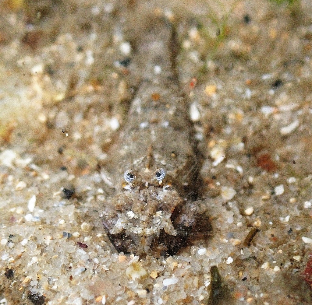 Crangonoidea