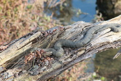 Nerodia sipedon pleuralis