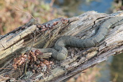 Nerodia sipedon pleuralis