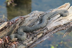 Nerodia sipedon pleuralis